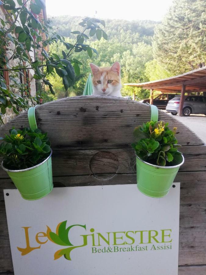 Le Ginestre Guesthouse Assisi Exterior photo
